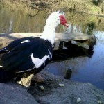 pato